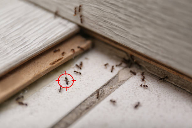 Best Insect Control  in Donald, OR