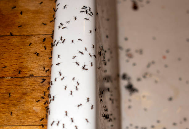 Best Exterminator Services  in Donald, OR